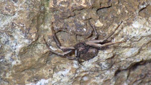 Bassaniodes bufo